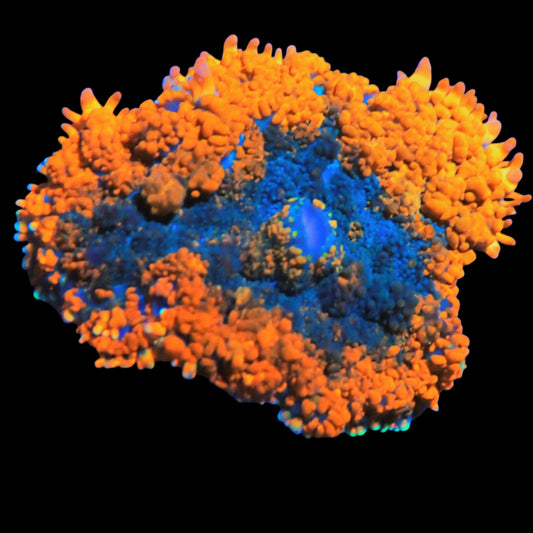 WYSIWYG Tropic Rhodactis Mushroom Soft Coral