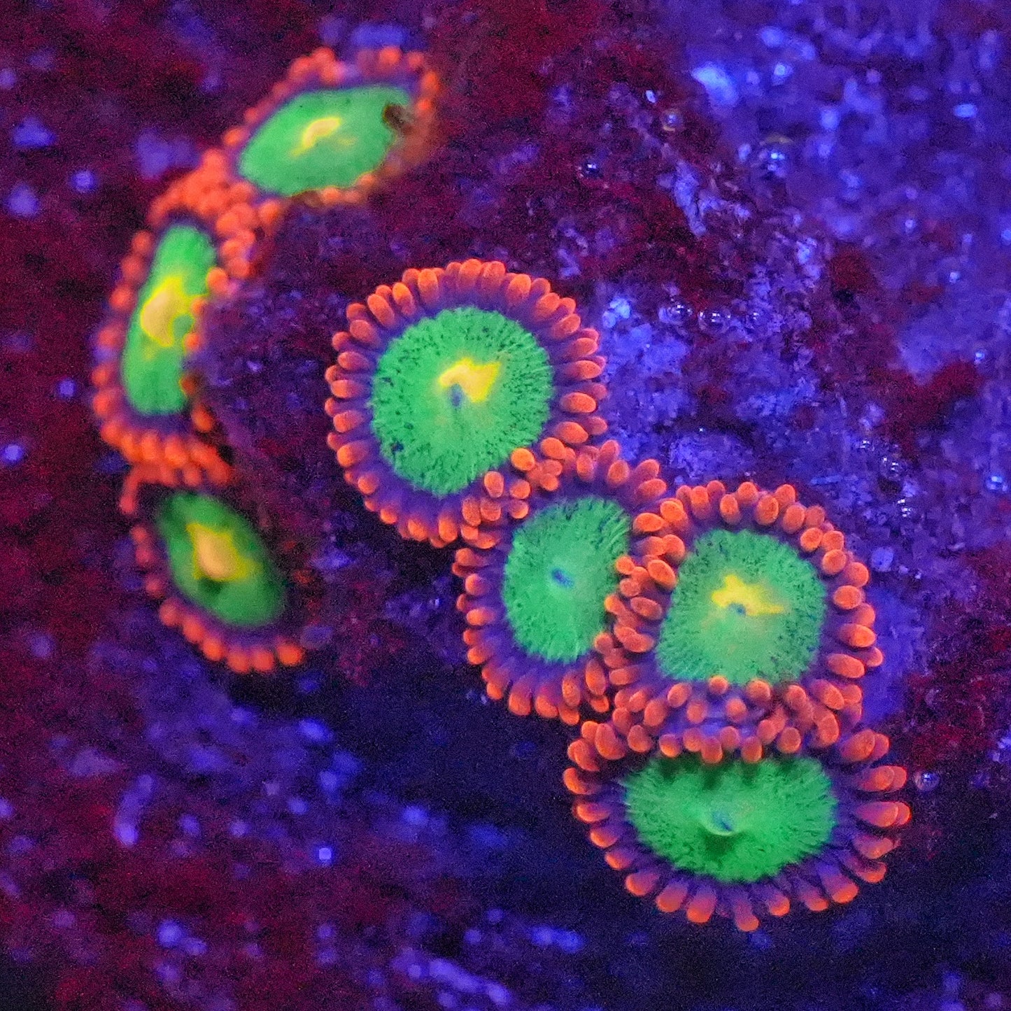 WYSIWYG Goblin's Fire AKA Goblins on Fire Zoanthids Frag