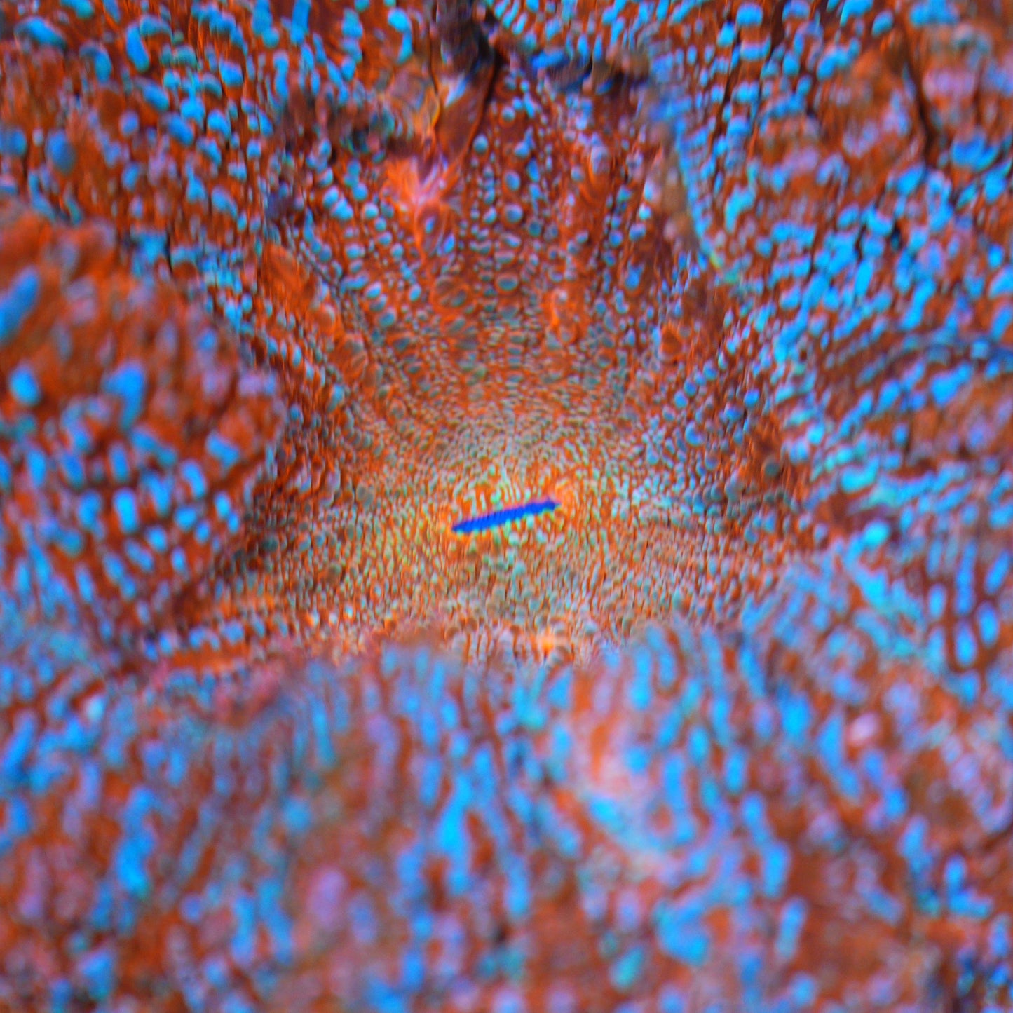 WYSIWYG Supernova Acanthophyllia (ML)