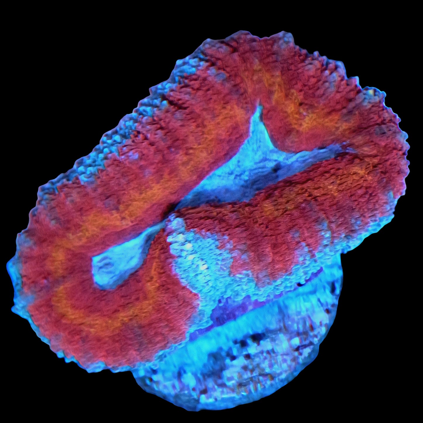 WYSIWYG Ultra Iron Heart Lobophyllia LPS Coral (S)