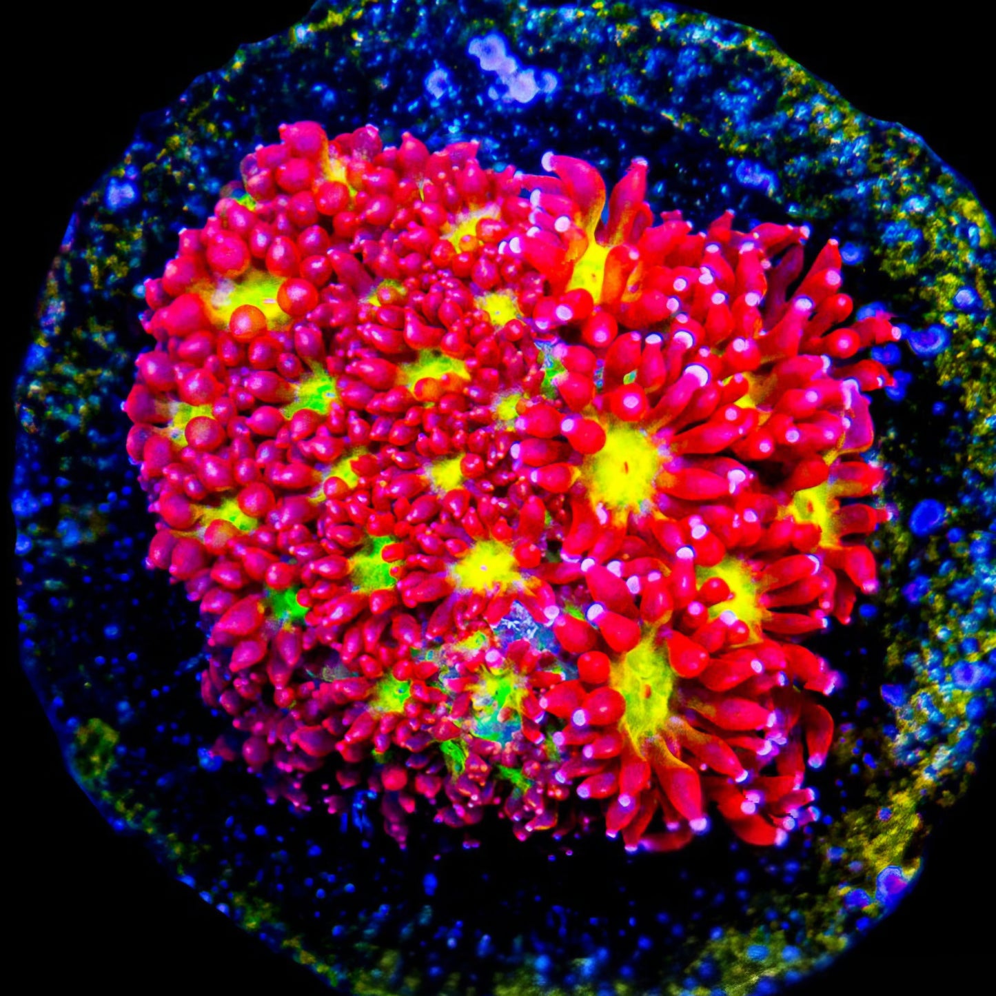 Almost WYSIWYG ECC Pink Lemon Drop Goniopora LPS Frag