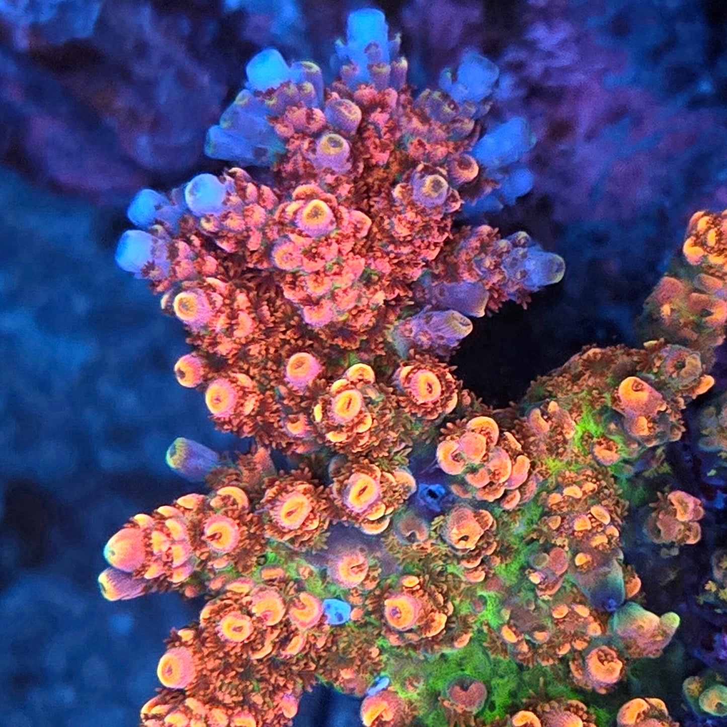 Ultra Rainbow Acropora Frag - SPS Coral (Cut to Order)