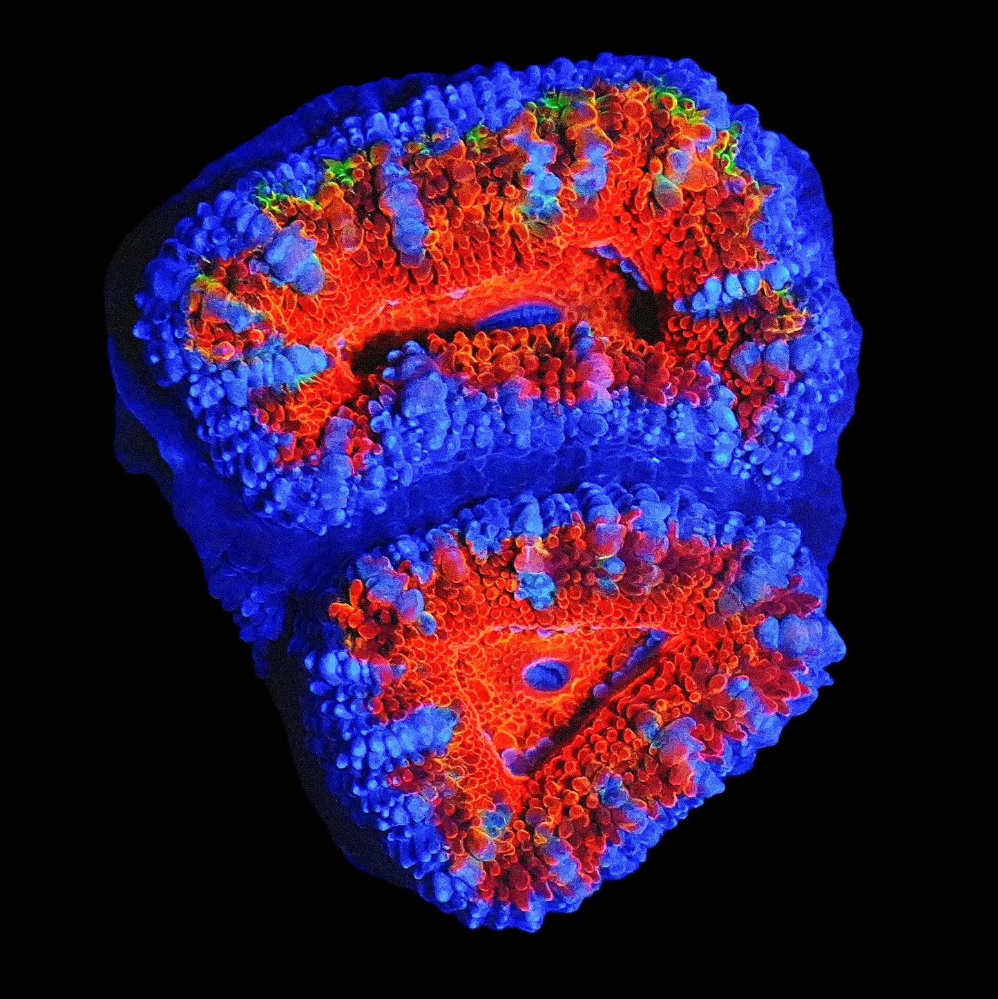 WYSIWYG Ultra Rainbow Micromussa LPS Frag