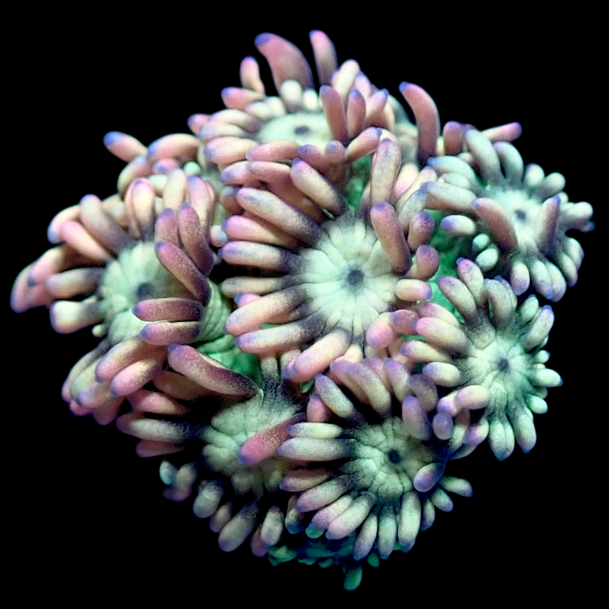 WYSIWYG Madamoiselle Goniopora LPS Frag