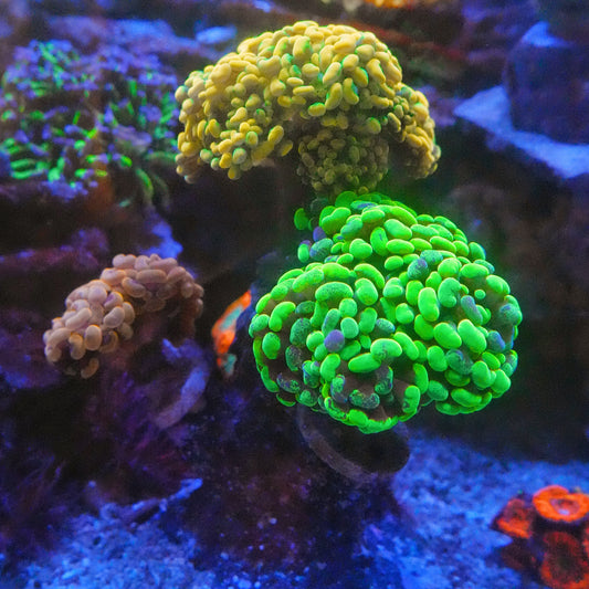 WYSIWYG Rainbow Branching Hammer LPS Coral Tree