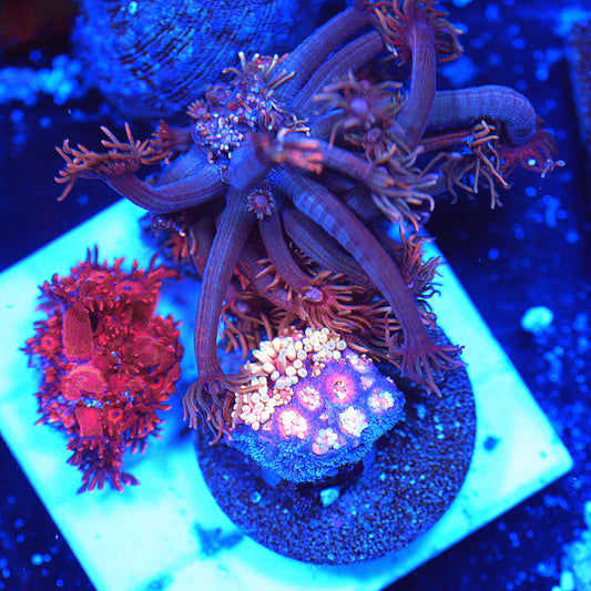 WYSIWYG Goniopora LPS Garden (3)