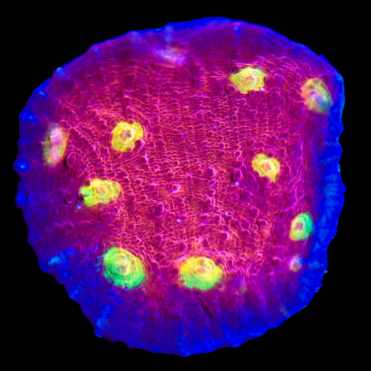 WYSIWYG Yellow Eye Chalice LPS Coral Frag