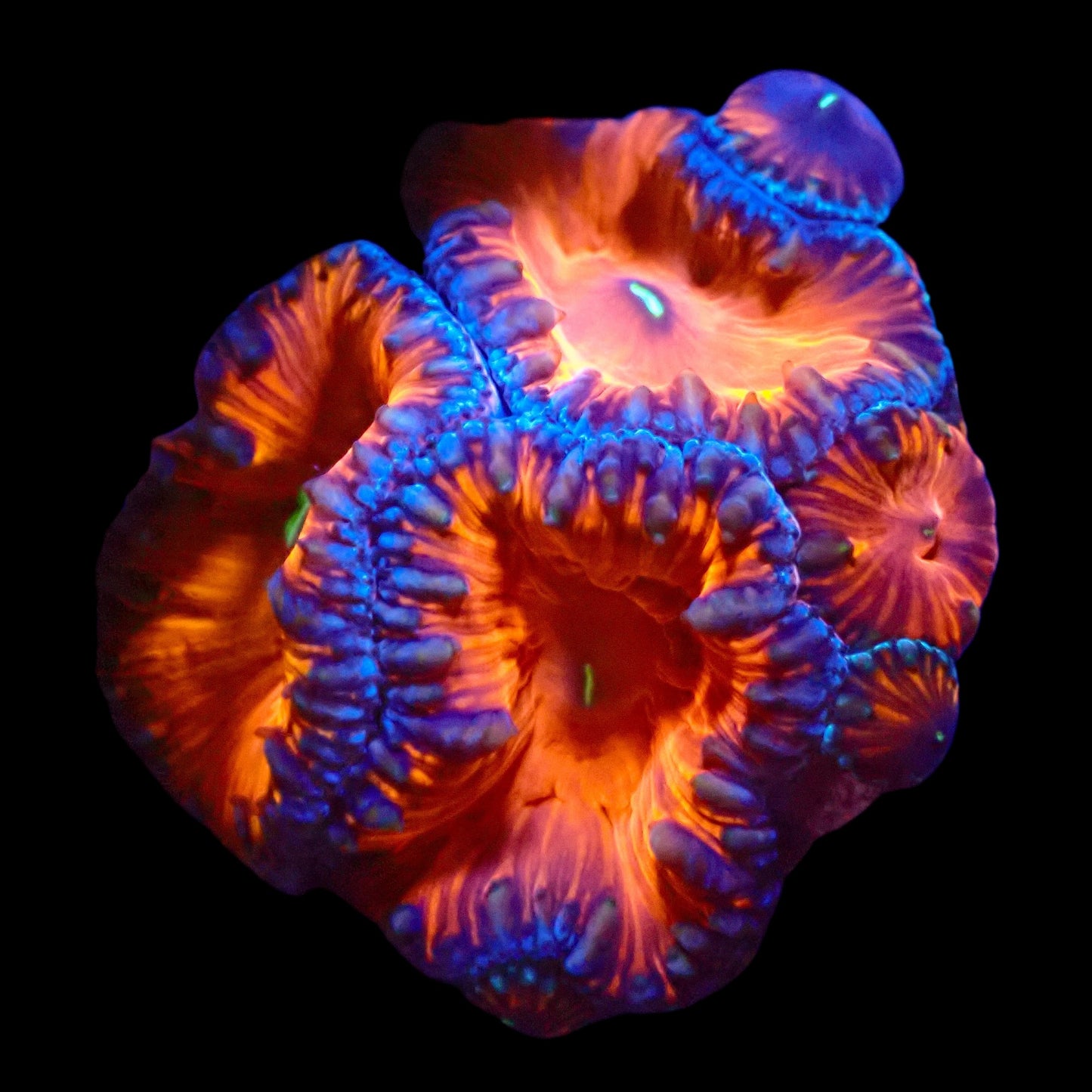 WYSIWYG Blastomussa LPS Coral Colony
