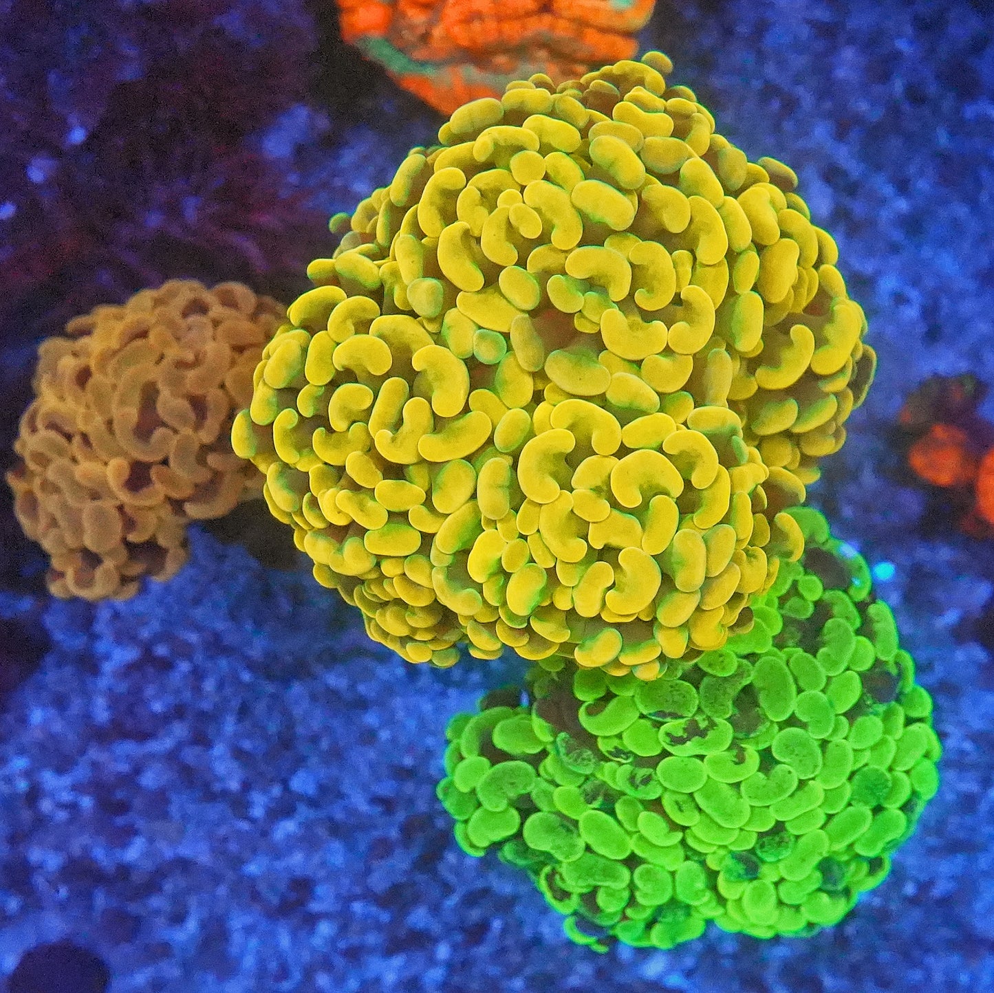 WYSIWYG Rainbow Branching Hammer LPS Coral Tree