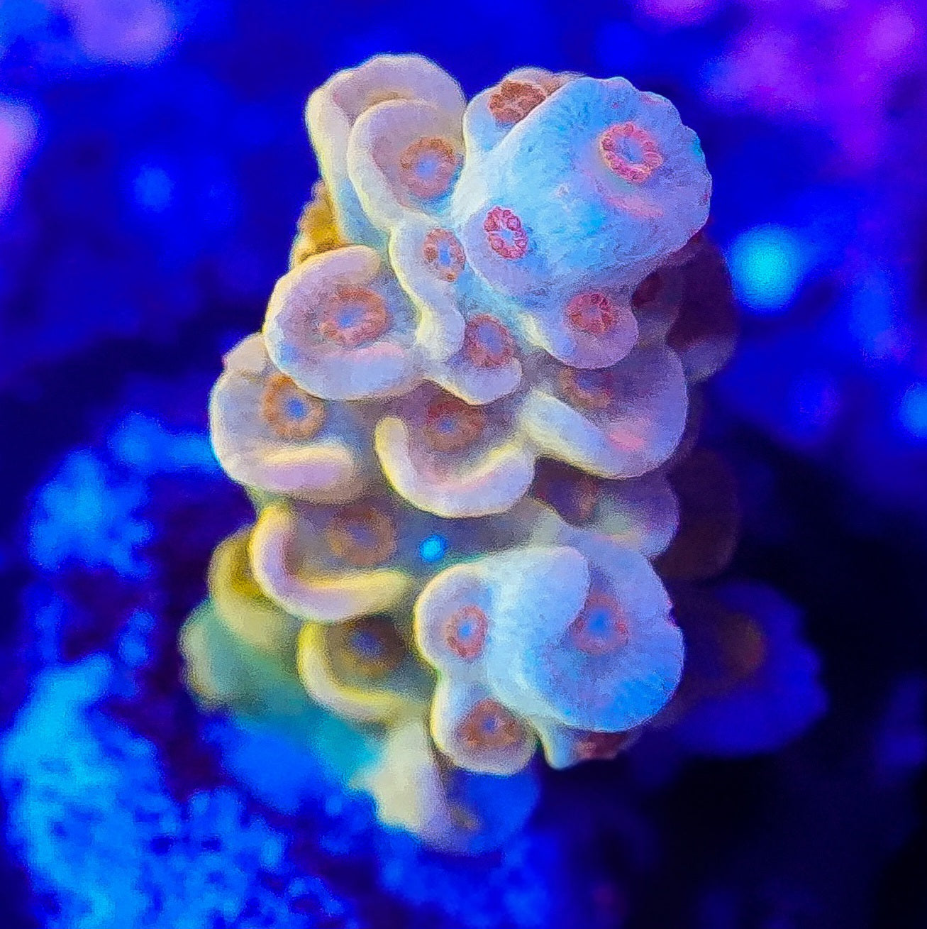 WYSIWYG SDC Golden Goose Tenius SPS Frag (S)
