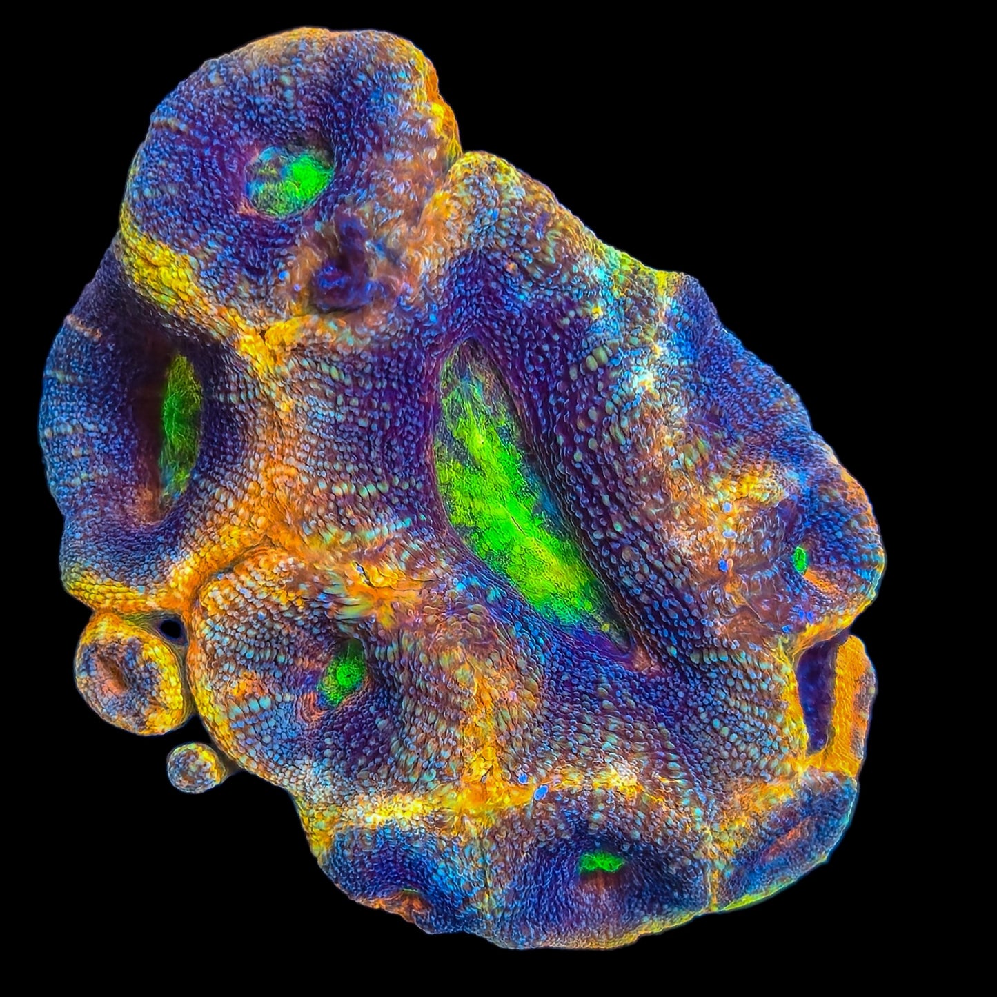WYSIWYG Ultra Rainbow Bowerbanki LPS Colony