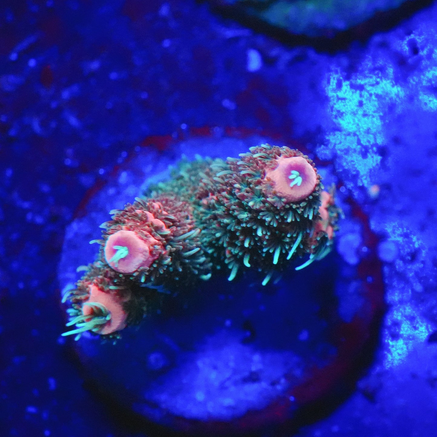 WYSIWYG Acropora Millepora SPS Frag (M)