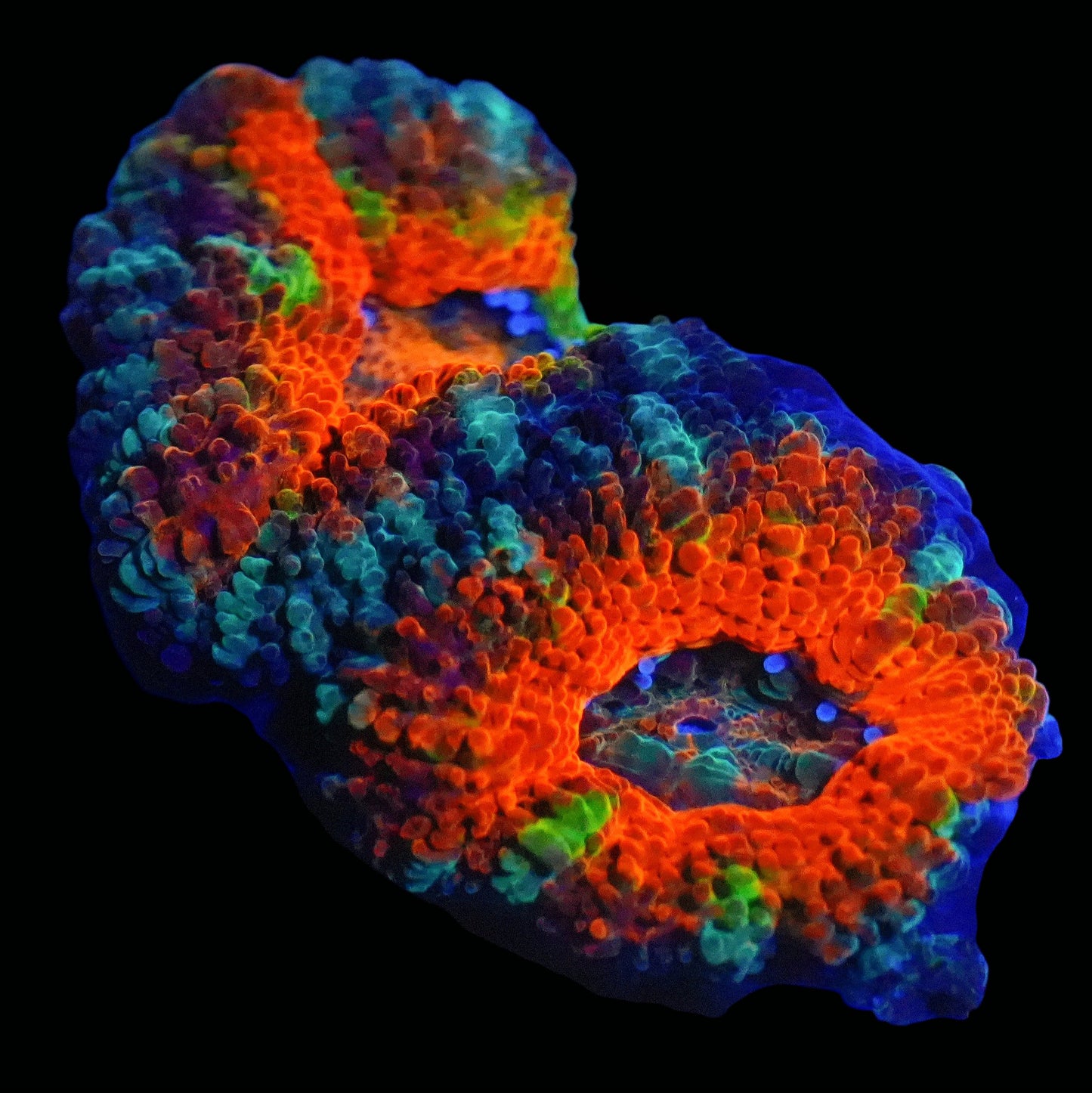 WYSIWYG Rainbow Micromussa LPS Frag