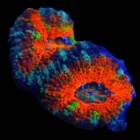 WYSIWYG Rainbow Micromussa LPS Frag