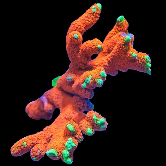 WYSIWYG Bubblegum Montipora Digitata Coral Frag (XL)