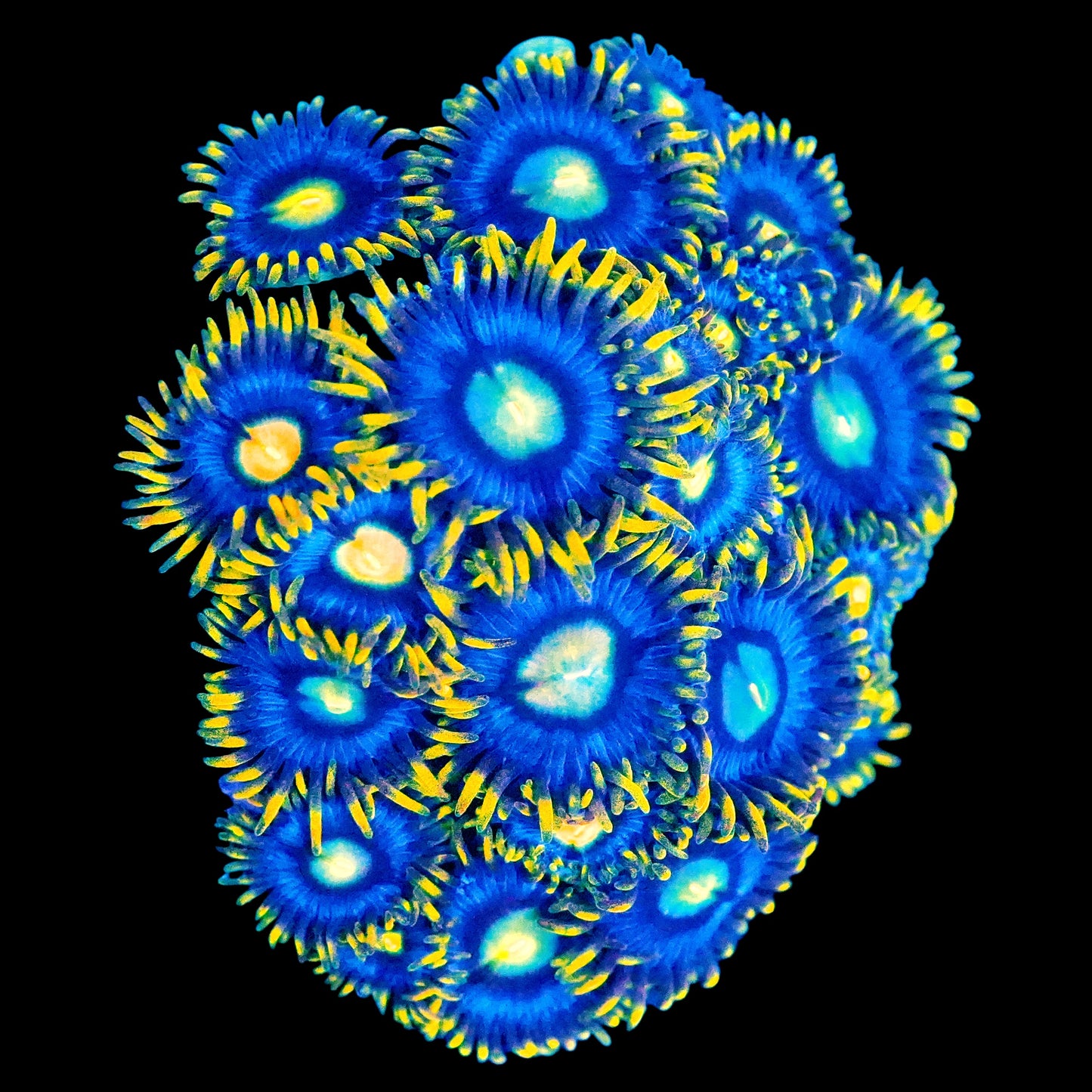 WYSIWYG Corona Zoanthids Frag
