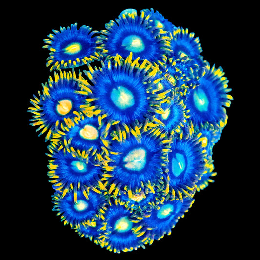 WYSIWYG Corona Zoanthids Frag