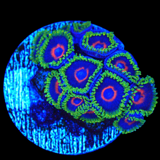WYSIWYG Purple Heart Zoanthids Frag