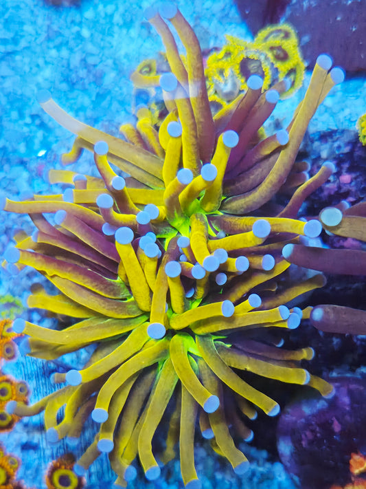 WYSIWYG Indo Gold Torch LPS Coral (2H)