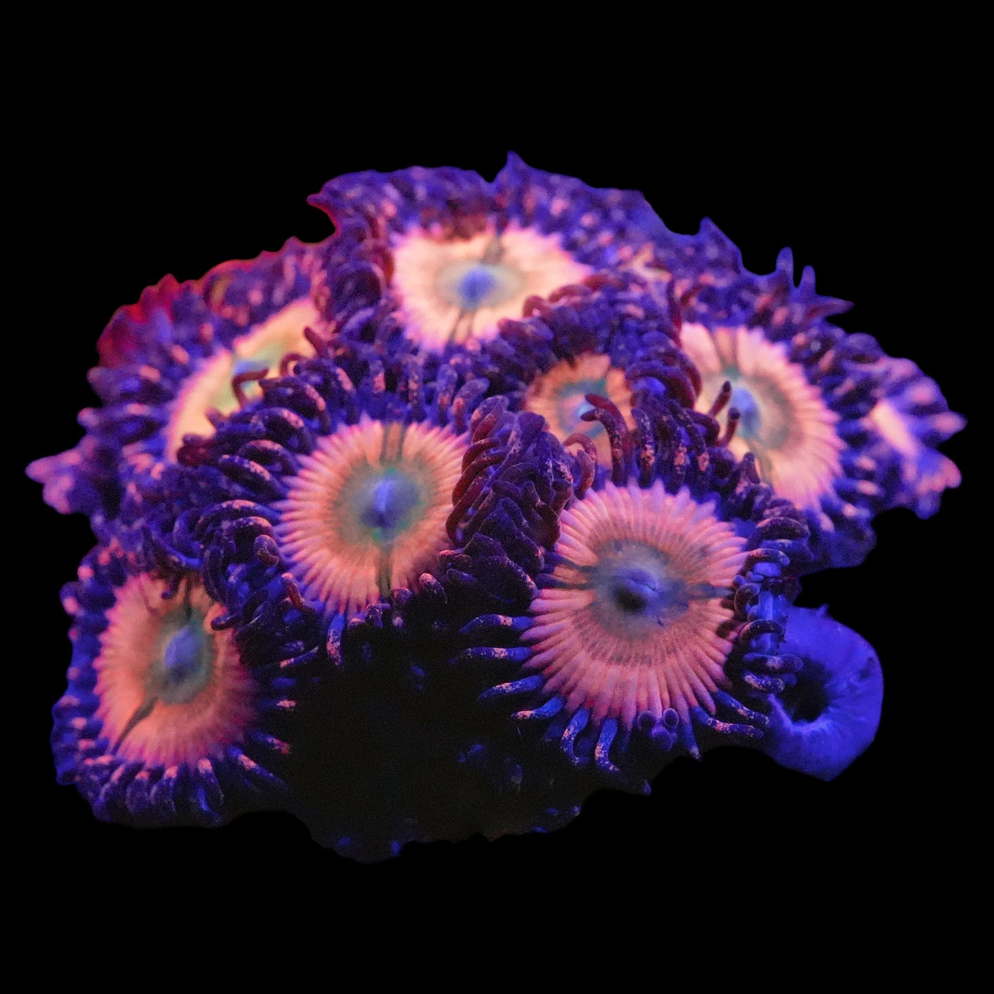 CB Rainbow Infusion Zoanthids (CUT TO ORDER)