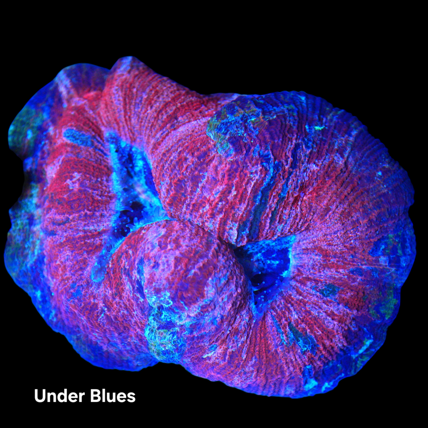 WYSIWYG Afterburn Trachyphyllia LPS Coral (XL)