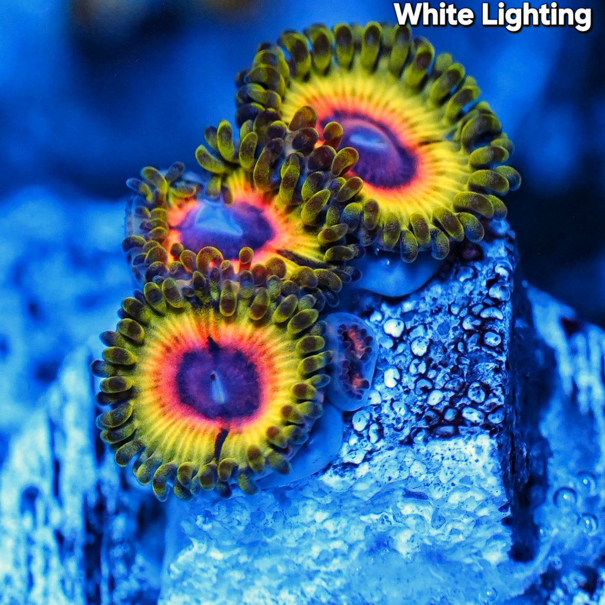 WYSIWYG Little Shop of Horror Zoanthids Frag (4P+) (Copy)
