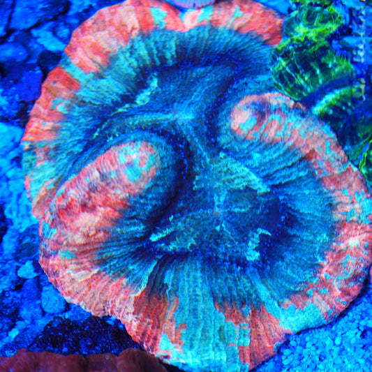 WYSIWYG - Watermelon Slush Trachyphyllia LPS Coral (L)