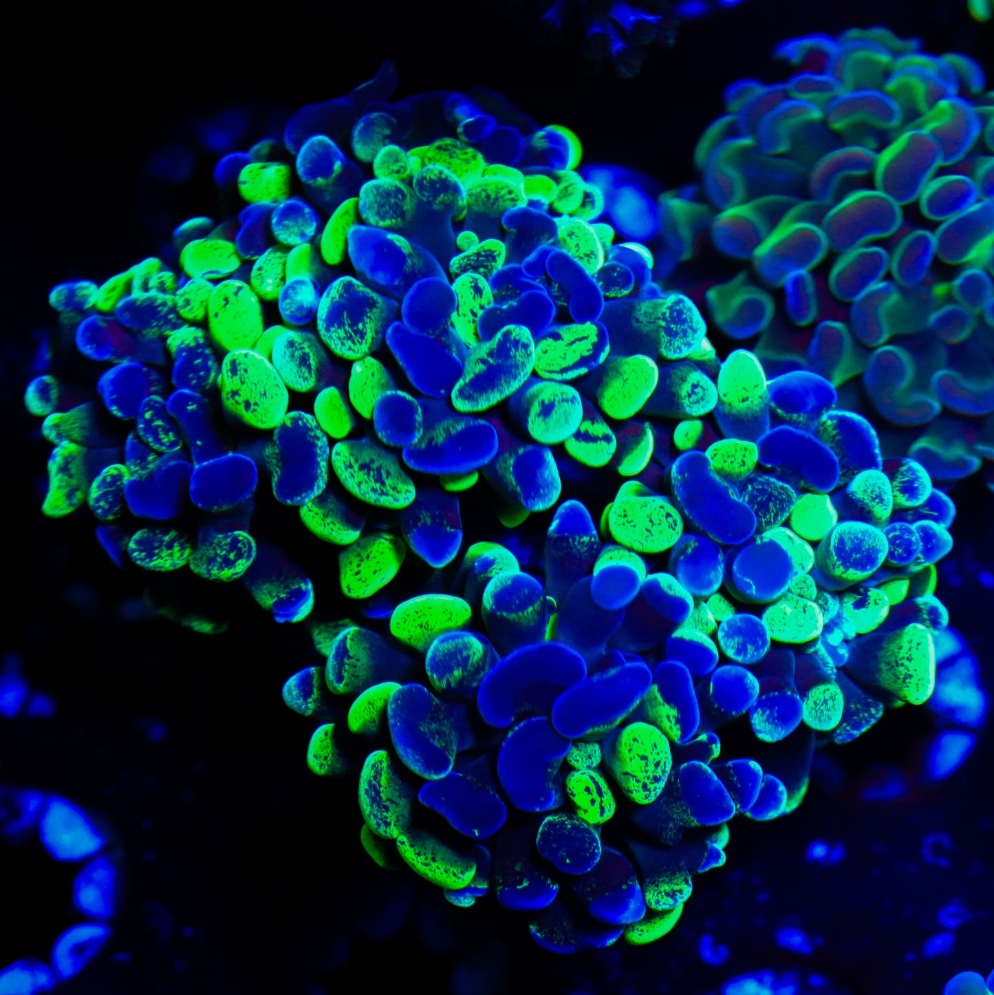 WYSIWYG Splatter Branching Hammer LPS Coral Colony (5H)