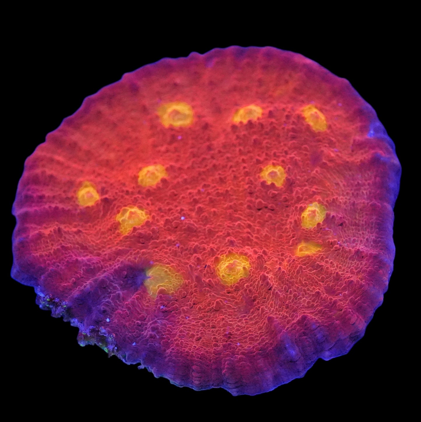 WYSIWYG Yellow Eye Chalice LPS Coral Frag