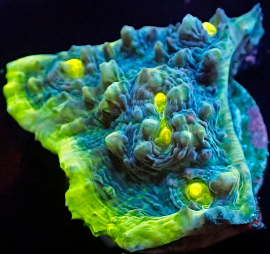 WYSIWYG Aviator Extreme Chalice LPS Coral Frag