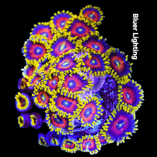 Super Saiyan Zoanthids (CUT TO ORDER)