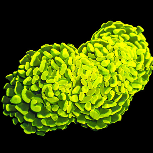 WYSIWYG Aussie Canary Yellow Thick Branch Hammer LPS Frag (3H)