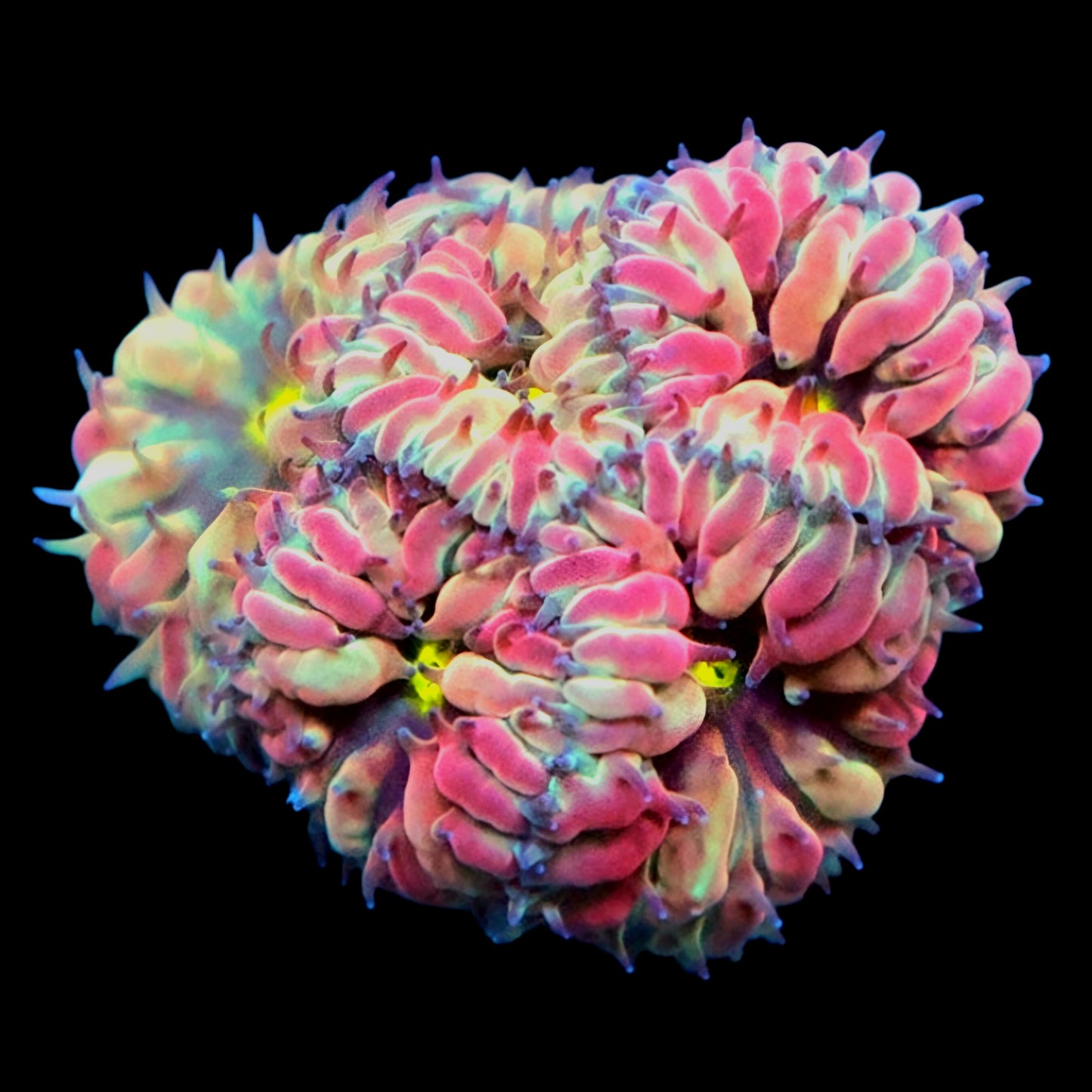 WYSIWYG Ultra Blastomussa Merletti LPS Coral Frag