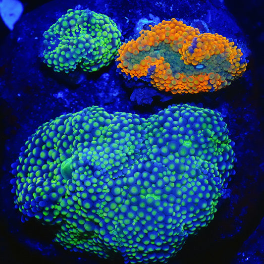 WYSIWYG Florida Ricordea Rock Garden 2