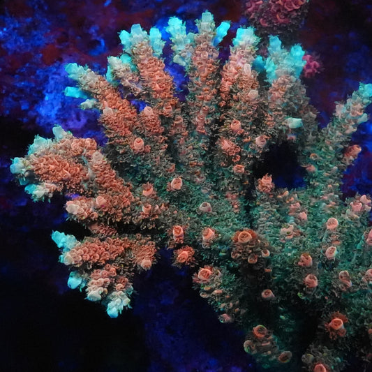 TSA Bill Murray Acropora - SPS Coral (CUT TO ORDER)