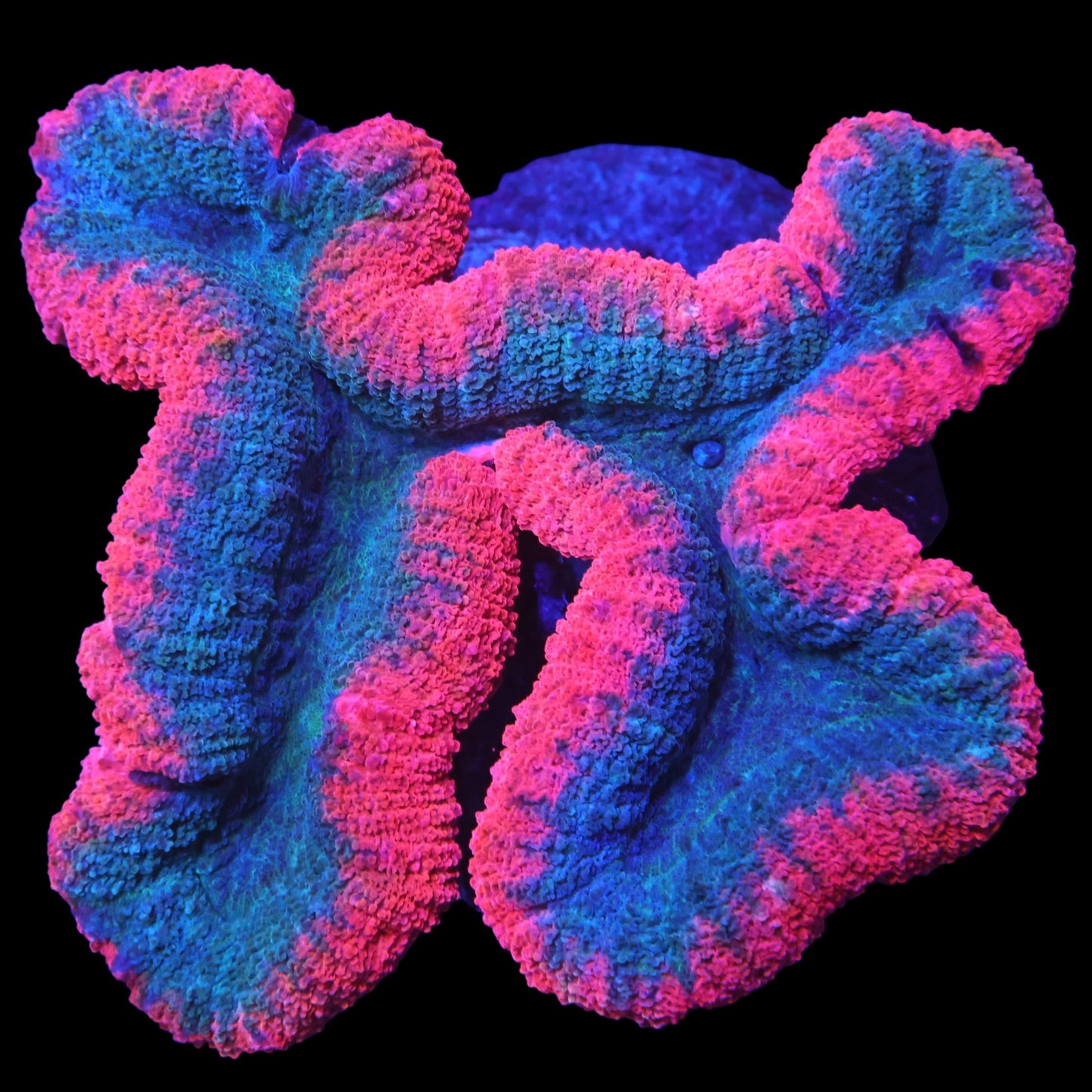 WYSIWYG Pink Rim Lobophyllia LPS Coral (L)