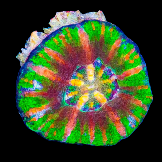 WYSIWYG Aussie Ultra UFO Button Scolymia LPS Coral