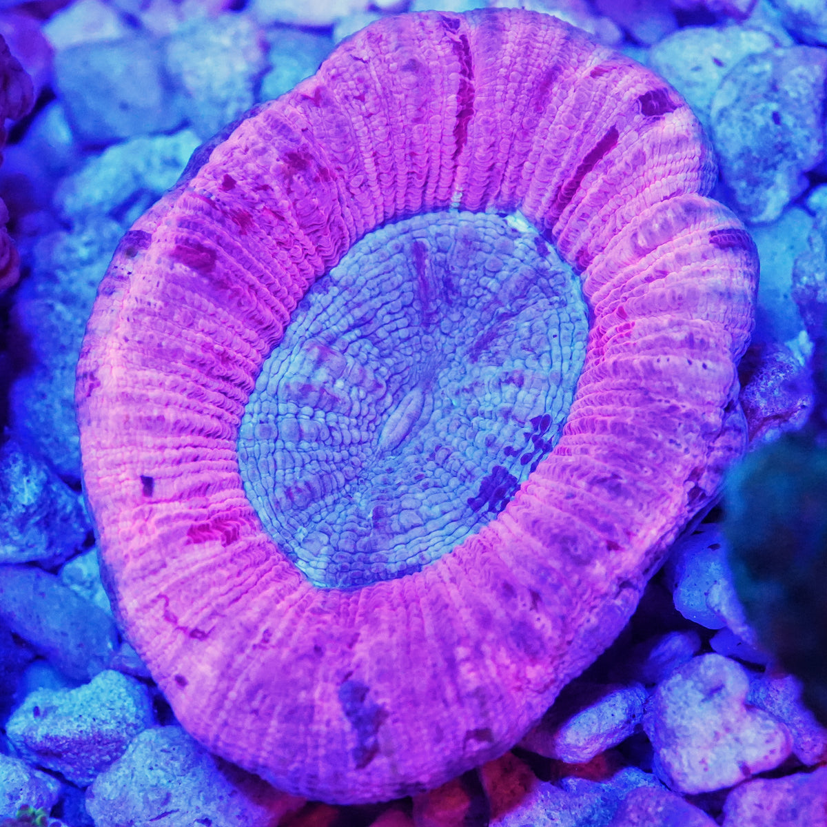 WYSIWYG Aussie Blurple Trachyphyllia LPS Coral