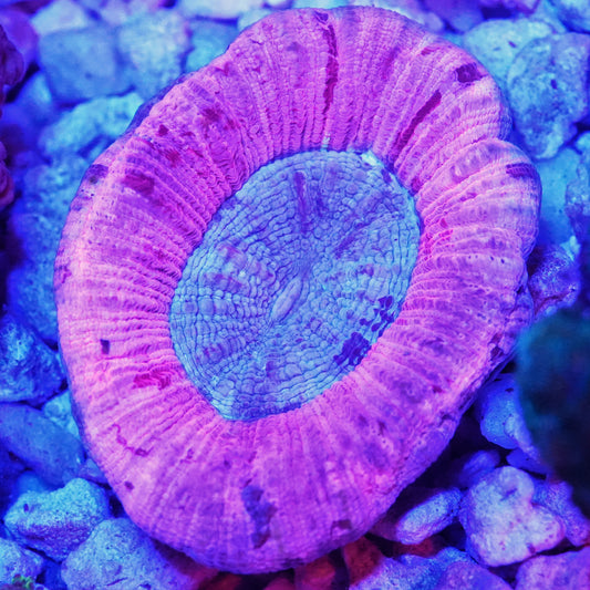 WYSIWYG Aussie Blurple Trachyphyllia LPS Coral