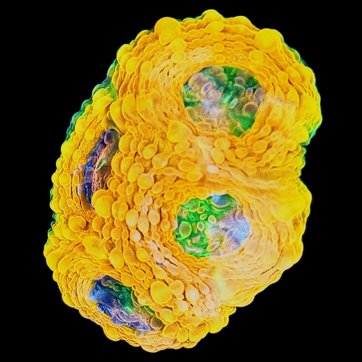 WYSIWYG Orange Crush Acanthastrea LPS Frag