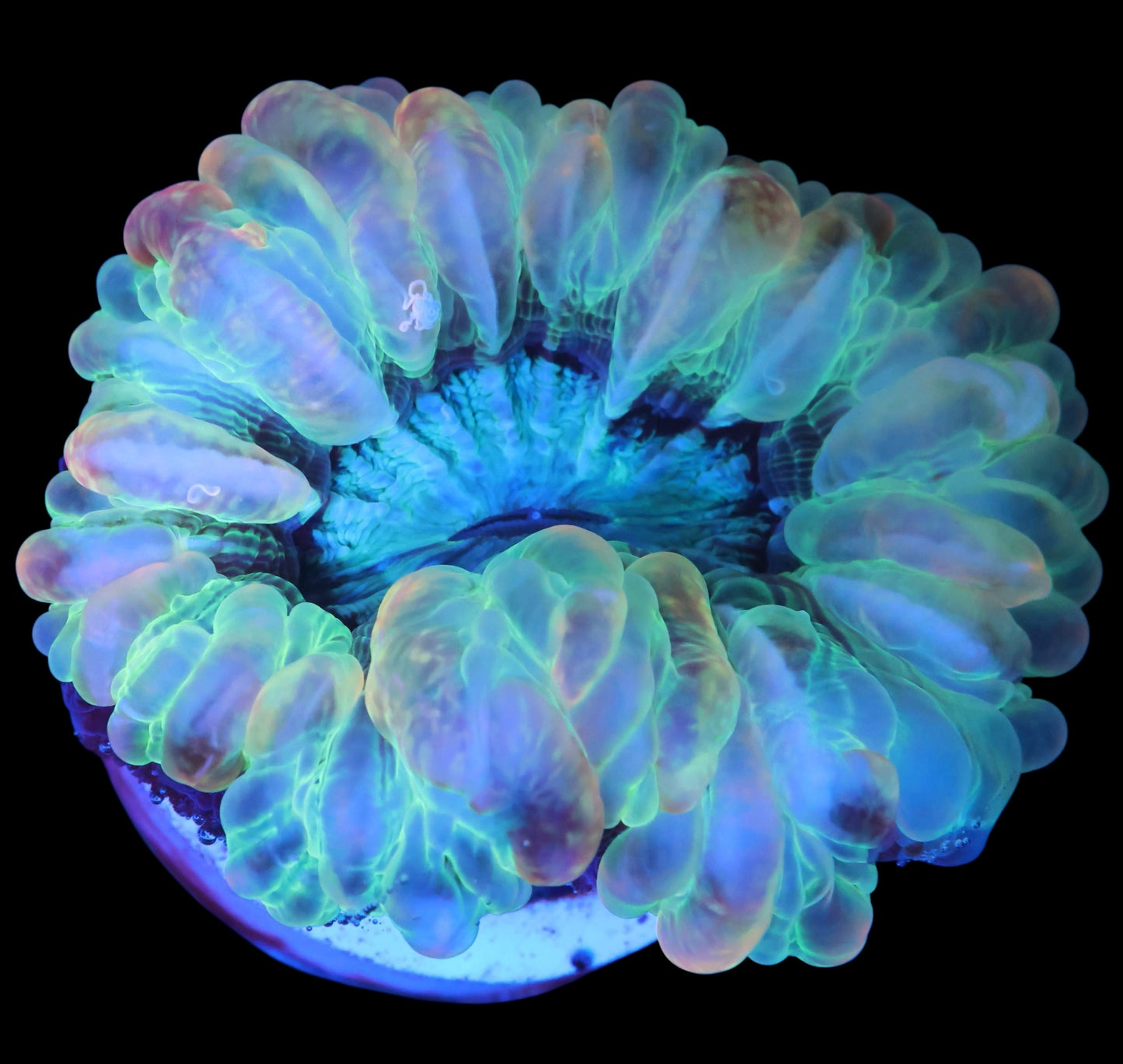 WYSIWYG Indo Dreamland Cynarina LPS Coral (M)