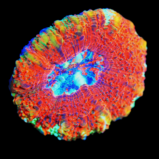 WYSIWYG Cherry Red Button Scolymia LPS Coral