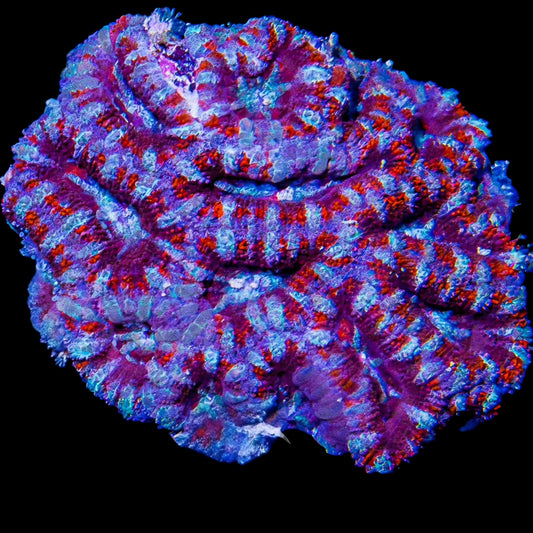 WYSIWYG Ultra Aussie Acan Lord LPS Colony