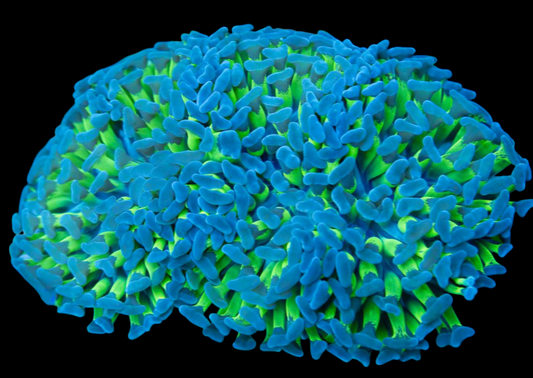 WYSIWYG Indo Wall Hammer LPS Coral (ML)