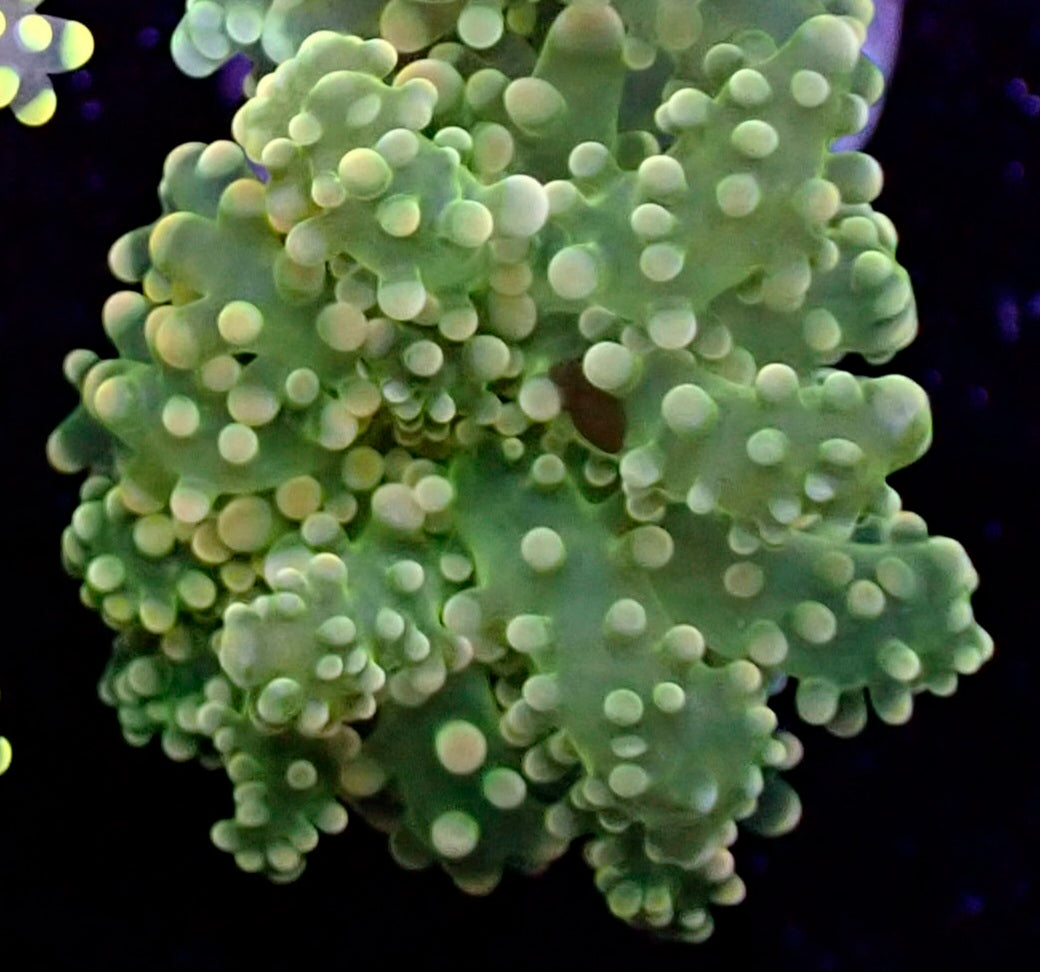 WYSIWYG Venom Pop Branching Frogspawn LPS Coral Frag (1H)