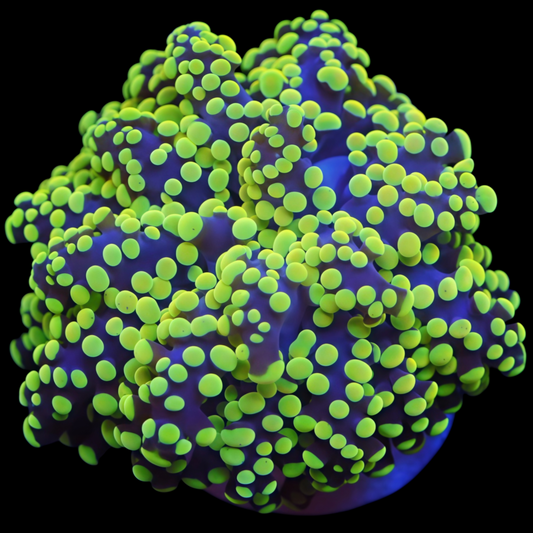 WYSIWYG Indo Yaeyaemensis Octospawn LPS Coral Frag (1H)