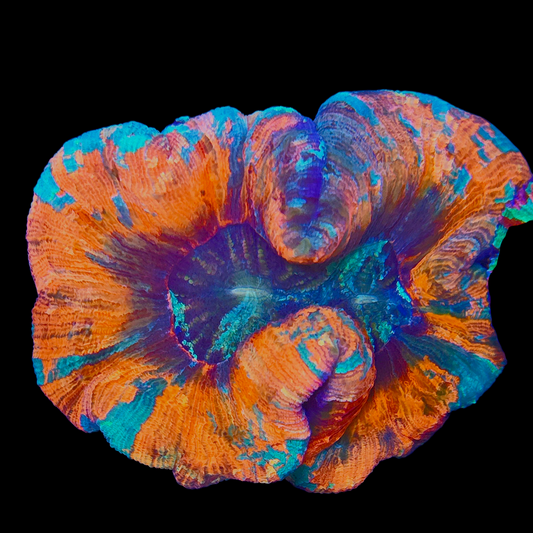 WYSIWYG - Watermelon Slush Trachyphyllia LPS Coral (M)