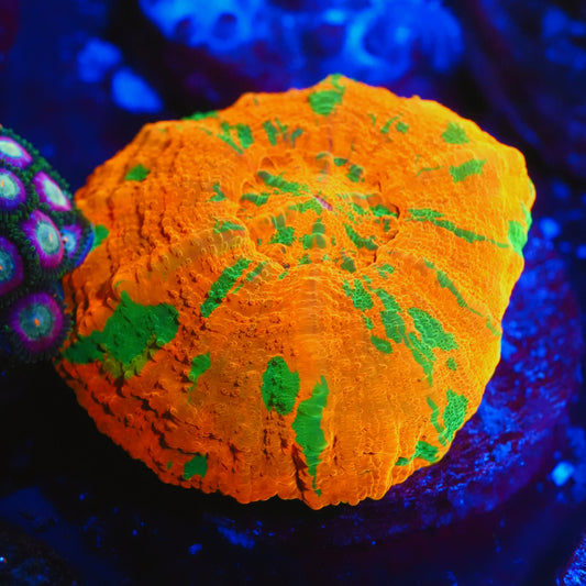WYSIWYG Captive Bred Reverse Bleeding Apple Scolymia Australis (S)