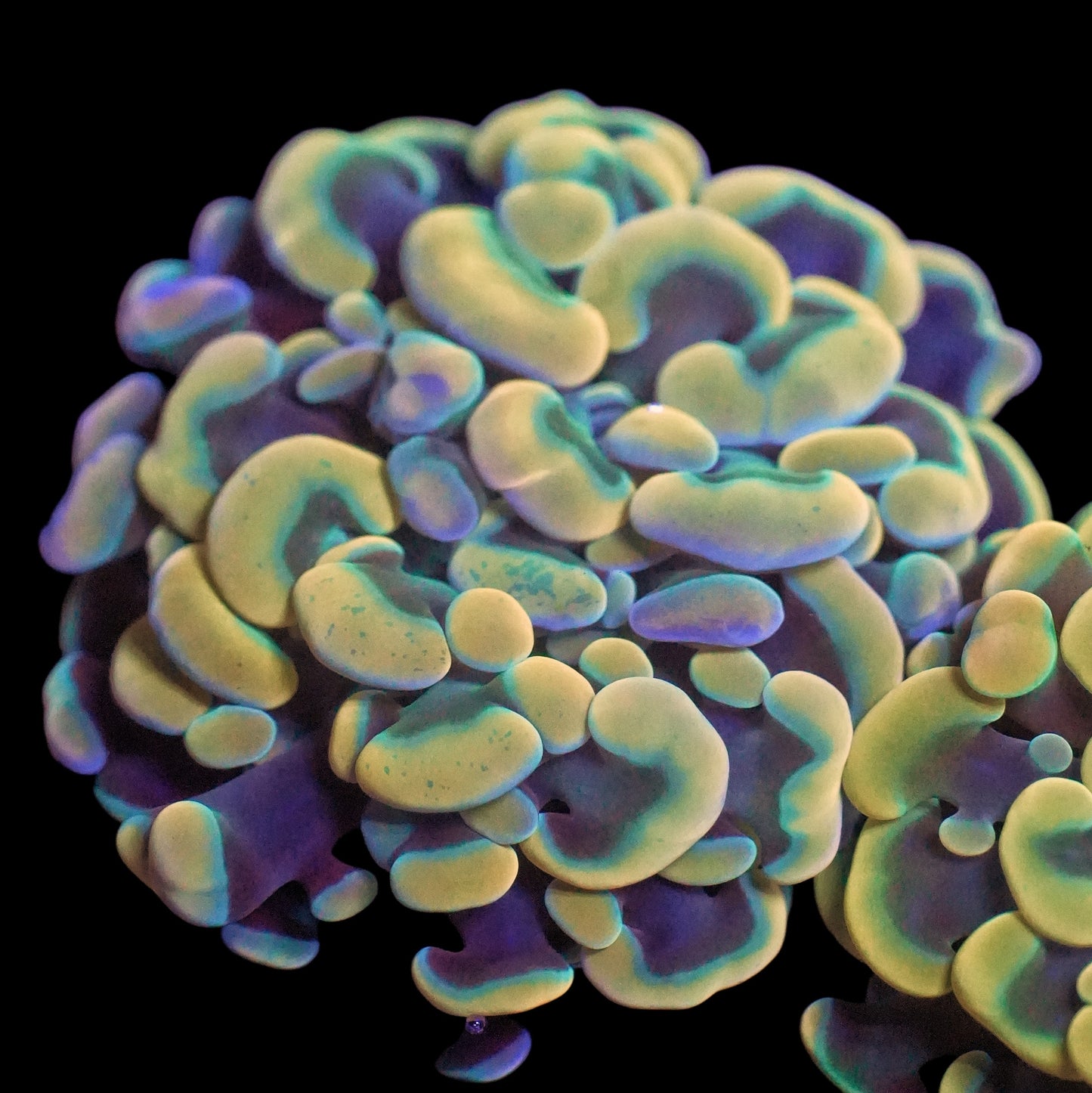 WYSIWYG Goldilocks Branching Hammer LPS Coral Frag