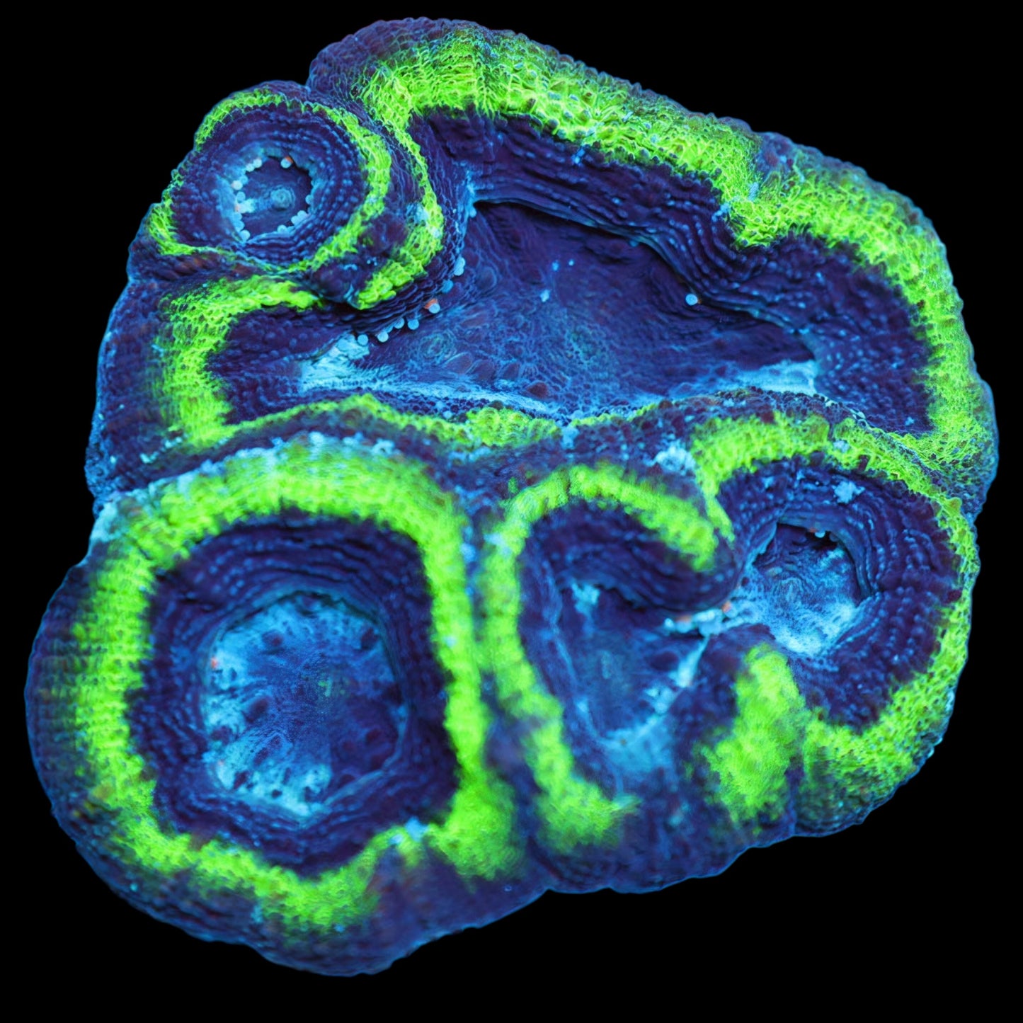 WYSIWYG Monster's Ink Bowerbanki LPS Colony